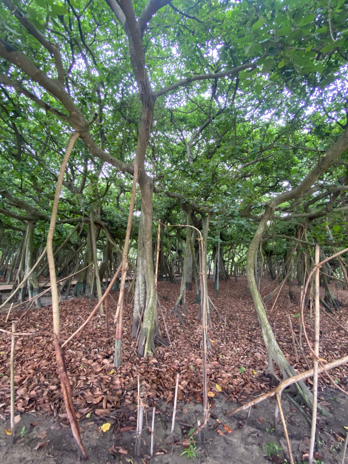 The Great Banyan Tree
