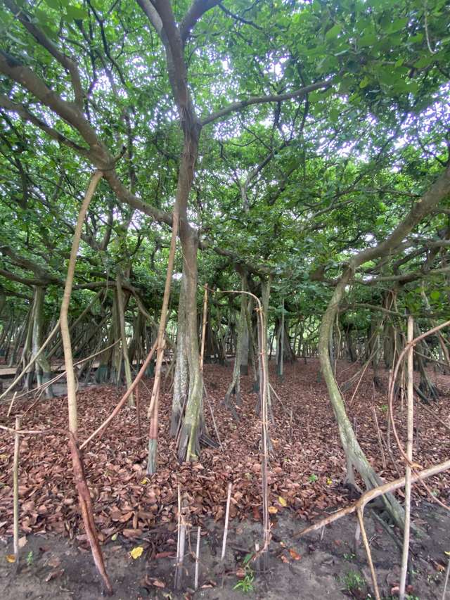 The Great Banyan Tree